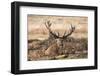 UK, London, Richmond Park. The King's Deer (Red Deer) are native to the UK.-Richard Wright-Framed Photographic Print