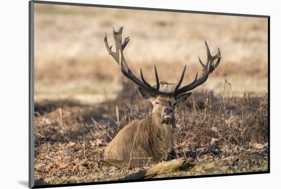 UK, London, Richmond Park. The King's Deer (Red Deer) are native to the UK.-Richard Wright-Mounted Photographic Print