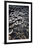 UK, Northern Ireland, County Antrim, Giant's Causeway, Prismatic Basalt Columns-null-Framed Giclee Print