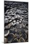 UK, Northern Ireland, County Antrim, Giant's Causeway, Prismatic Basalt Columns-null-Mounted Giclee Print