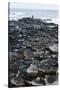 UK, Northern Ireland, County Antrim, Giant's Causeway, Prismatic Basalt Columns-null-Stretched Canvas