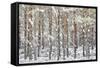 Uk, Scotland, Highlands, Braemar, Forest in Snow-Fortunato Gatto-Framed Stretched Canvas