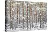 Uk, Scotland, Highlands, Braemar, Forest in Snow-Fortunato Gatto-Stretched Canvas