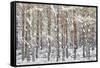 Uk, Scotland, Highlands, Braemar, Forest in Snow-Fortunato Gatto-Framed Stretched Canvas
