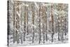 Uk, Scotland, Highlands, Braemar, Forest in Snow-Fortunato Gatto-Stretched Canvas