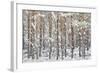 Uk, Scotland, Highlands, Braemar, Forest in Snow-Fortunato Gatto-Framed Photographic Print