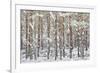 Uk, Scotland, Highlands, Braemar, Forest in Snow-Fortunato Gatto-Framed Photographic Print