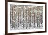 Uk, Scotland, Highlands, Braemar, Forest in Snow-Fortunato Gatto-Framed Photographic Print