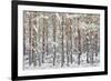 Uk, Scotland, Highlands, Braemar, Forest in Snow-Fortunato Gatto-Framed Photographic Print