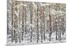 Uk, Scotland, Highlands, Braemar, Forest in Snow-Fortunato Gatto-Mounted Photographic Print