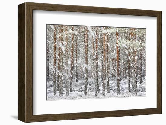 Uk, Scotland, Highlands, Braemar, Forest in Snow-Fortunato Gatto-Framed Photographic Print