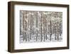 Uk, Scotland, Highlands, Braemar, Forest in Snow-Fortunato Gatto-Framed Photographic Print