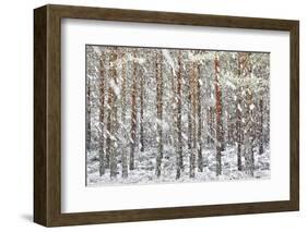 Uk, Scotland, Highlands, Braemar, Forest in Snow-Fortunato Gatto-Framed Photographic Print