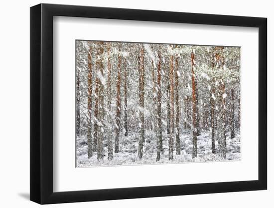 Uk, Scotland, Highlands, Braemar, Forest in Snow-Fortunato Gatto-Framed Photographic Print