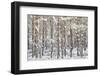 Uk, Scotland, Highlands, Braemar, Forest in Snow-Fortunato Gatto-Framed Photographic Print