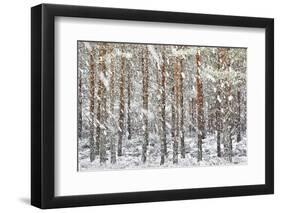 Uk, Scotland, Highlands, Braemar, Forest in Snow-Fortunato Gatto-Framed Photographic Print