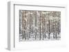 Uk, Scotland, Highlands, Braemar, Forest in Snow-Fortunato Gatto-Framed Photographic Print