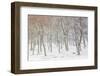 Uk, Scotland, Highlands, Braemar, Forest in Snow-Fortunato Gatto-Framed Photographic Print