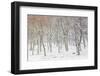 Uk, Scotland, Highlands, Braemar, Forest in Snow-Fortunato Gatto-Framed Photographic Print