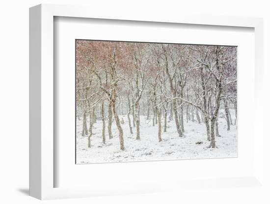 Uk, Scotland, Highlands, Braemar, Forest in Snow-Fortunato Gatto-Framed Photographic Print