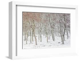 Uk, Scotland, Highlands, Braemar, Forest in Snow-Fortunato Gatto-Framed Photographic Print