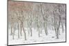 Uk, Scotland, Highlands, Braemar, Forest in Snow-Fortunato Gatto-Mounted Photographic Print