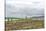 UK, Scotland, Orkney Island. Ring of Brodgar, a ceremonial site dating back to the Neolithic ages e-Rob Tilley-Stretched Canvas