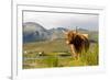 Uk, Scotland, Outer Hebrides, Harris. Highland Cow in the Wild, Aline Estate.-John Warburton-lee-Framed Photographic Print