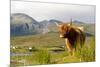 Uk, Scotland, Outer Hebrides, Harris. Highland Cow in the Wild, Aline Estate.-John Warburton-lee-Mounted Photographic Print