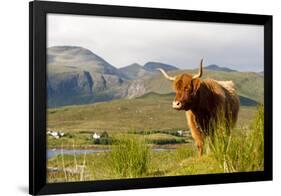 Uk, Scotland, Outer Hebrides, Harris. Highland Cow in the Wild, Aline Estate.-John Warburton-lee-Framed Photographic Print