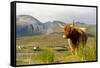 Uk, Scotland, Outer Hebrides, Harris. Highland Cow in the Wild, Aline Estate.-John Warburton-lee-Framed Stretched Canvas