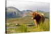 Uk, Scotland, Outer Hebrides, Harris. Highland Cow in the Wild, Aline Estate.-John Warburton-lee-Stretched Canvas