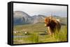 Uk, Scotland, Outer Hebrides, Harris. Highland Cow in the Wild, Aline Estate.-John Warburton-lee-Framed Stretched Canvas