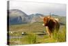 Uk, Scotland, Outer Hebrides, Harris. Highland Cow in the Wild, Aline Estate.-John Warburton-lee-Stretched Canvas