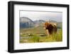 Uk, Scotland, Outer Hebrides, Harris. Highland Cow in the Wild, Aline Estate.-John Warburton-lee-Framed Photographic Print