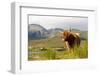 Uk, Scotland, Outer Hebrides, Harris. Highland Cow in the Wild, Aline Estate.-John Warburton-lee-Framed Photographic Print