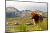 Uk, Scotland, Outer Hebrides, Harris. Highland Cow in the Wild, Aline Estate.-John Warburton-lee-Mounted Photographic Print