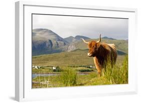 Uk, Scotland, Outer Hebrides, Harris. Highland Cow in the Wild, Aline Estate.-John Warburton-lee-Framed Photographic Print