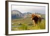 Uk, Scotland, Outer Hebrides, Harris. Highland Cow in the Wild, Aline Estate.-John Warburton-lee-Framed Photographic Print