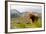 Uk, Scotland, Outer Hebrides, Harris. Highland Cow in the Wild, Aline Estate.-John Warburton-lee-Framed Photographic Print