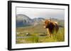 Uk, Scotland, Outer Hebrides, Harris. Highland Cow in the Wild, Aline Estate.-John Warburton-lee-Framed Photographic Print