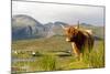 Uk, Scotland, Outer Hebrides, Harris. Highland Cow in the Wild, Aline Estate.-John Warburton-lee-Mounted Photographic Print