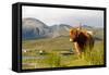 Uk, Scotland, Outer Hebrides, Harris. Highland Cow in the Wild, Aline Estate.-John Warburton-lee-Framed Stretched Canvas