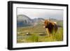 Uk, Scotland, Outer Hebrides, Harris. Highland Cow in the Wild, Aline Estate.-John Warburton-lee-Framed Photographic Print