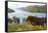 Uk, Scotland, Outer Hebrides-John Warburton-lee-Framed Stretched Canvas