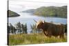 Uk, Scotland, Outer Hebrides-John Warburton-lee-Stretched Canvas