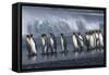 UK South Georgia Island Colony of King Penguins Marching on Beach Side View-Nosnibor137-Framed Stretched Canvas