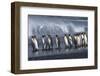 UK South Georgia Island Colony of King Penguins Marching on Beach Side View-Nosnibor137-Framed Photographic Print