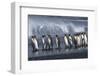 UK South Georgia Island Colony of King Penguins Marching on Beach Side View-Nosnibor137-Framed Photographic Print