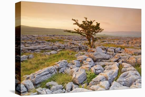 Uk, United Kingdom, England, North Yorkshire, Ingleton. the Trees Grow on a Plateau of Limestone.-Alessandro Carboni-Stretched Canvas